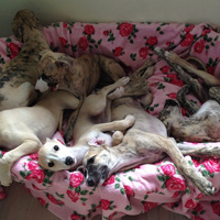 Quaesar A litter 2015