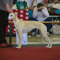 Quaesar Asara Euro Sighthounds Brussels 2016