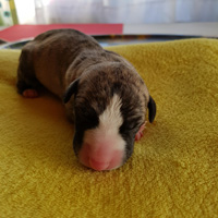 Quaesar B litter 2018, male, 1 day