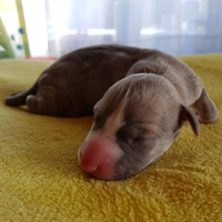 Quaesar B litter 2018, female, 1 day