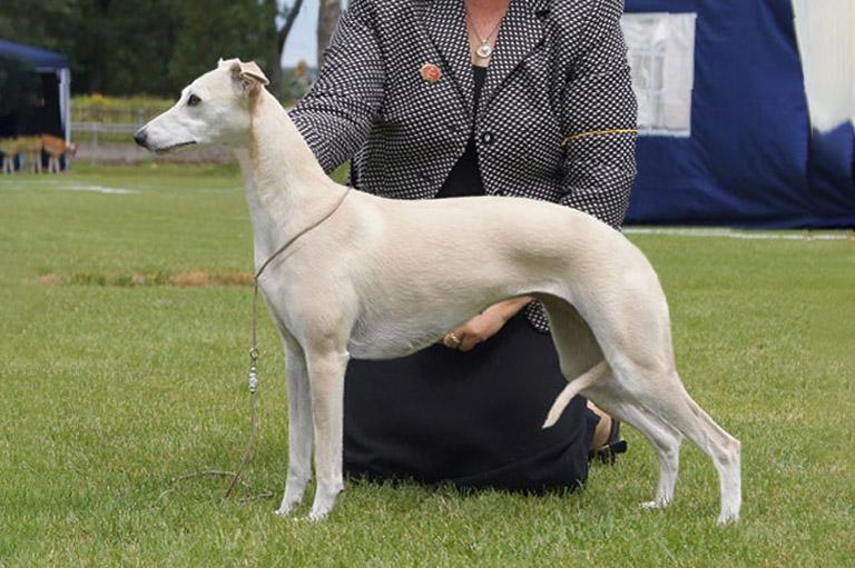 whippet sobers Nepia Aaniston