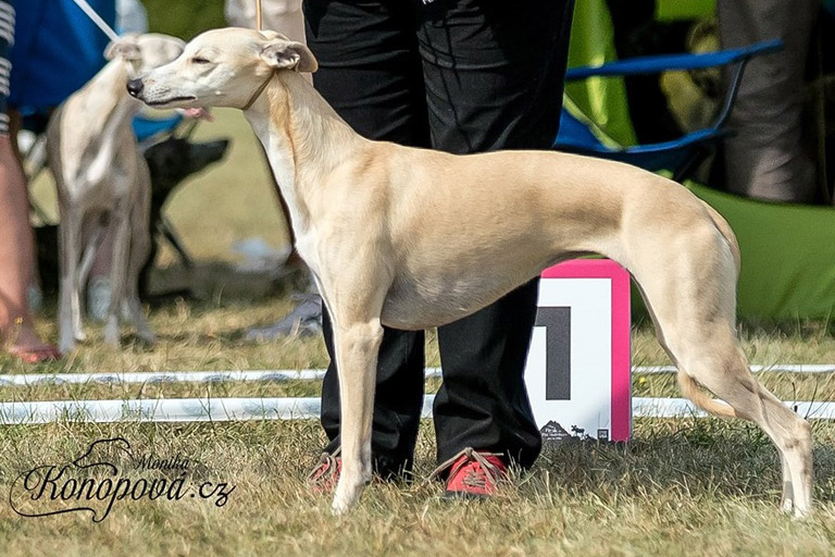 whippet quaesar aditi