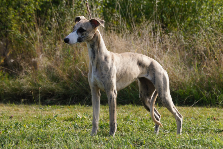 whippet quaesar axgynitra