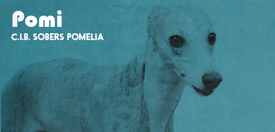 whippet sobers pomelia