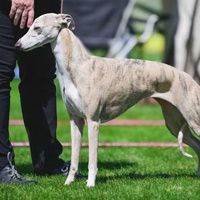 Quaesar B litter 2018, Pomi