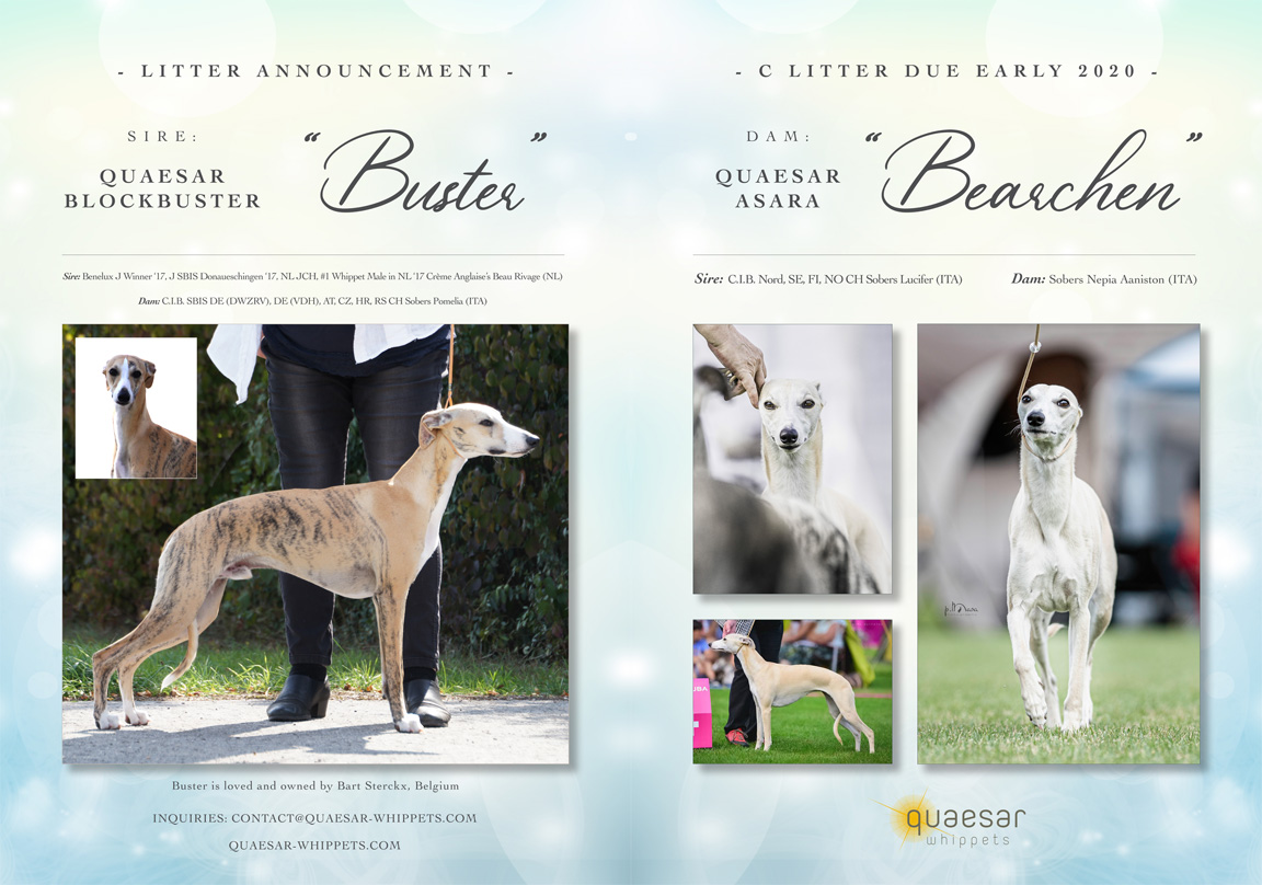 whippet puppies